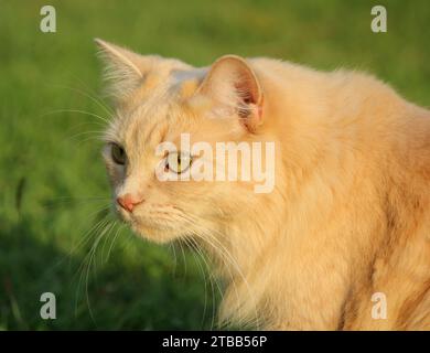 Cute and adorable ginger tabby cat sitting on the green grass Stock Photo