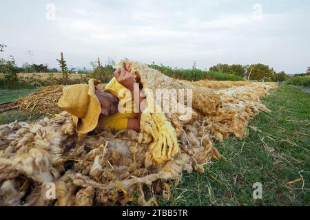 funny adult farmer taking sleep a nap on sheep wool mulch ready for planting cabbage in organic vegetable garden during summertime Stock Photo