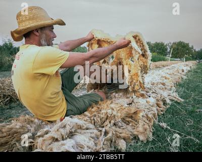 funny adult farmer taking sleep a nap on sheep wool mulch ready for planting cabbage in organic vegetable garden during summertime Stock Photo