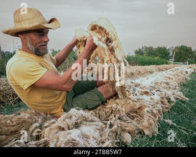 funny adult farmer taking sleep a nap on sheep wool mulch ready for planting cabbage in organic vegetable garden during summertime Stock Photo