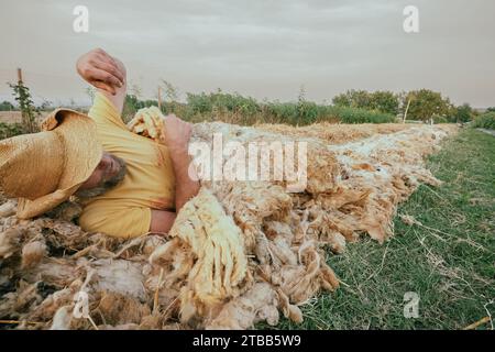 funny adult farmer taking sleep a nap on sheep wool mulch ready for planting cabbage in organic vegetable garden during summertime Stock Photo