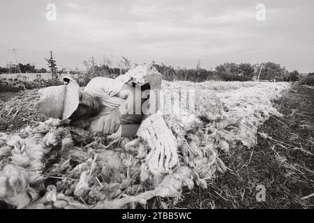 funny adult farmer taking sleep a nap on sheep wool mulch ready for planting cabbage in organic vegetable garden during summertime Stock Photo