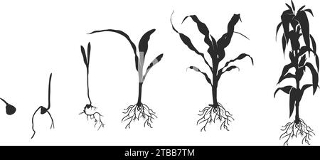 Life cycle of corn (maize) plant silhouette, Cycle of growth of corn black silhouette, Corn life cycle silhouette, Corn seed growing silhouette Stock Vector
