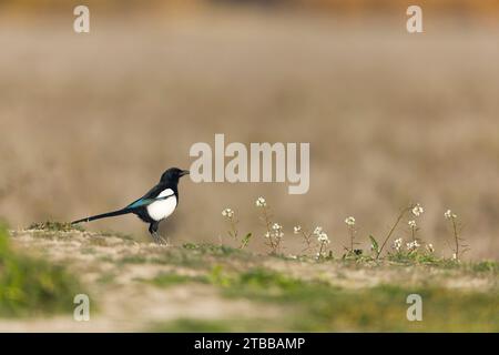 Common magpie Pica pica, adult standing on ground, Toledo, Spain, November Stock Photo