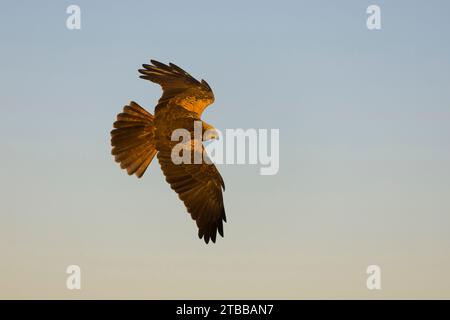 Marsh harrier Circus aeruginosus, immature male flying, Toledo, Spain, November Stock Photo