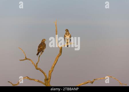 Common buzzard Buteo buteo, 2 adults perched in tree, Toledo, Spain, November Stock Photo
