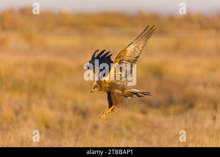 Marsh harrier Circus aeruginosus, immature male flying, Toledo, Spain, November Stock Photo