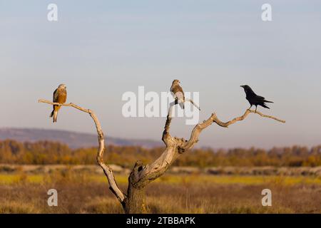 Red kite Milvus milvus, adult, Common buzzard Buteo buteo, adult and Common raven Corvus corax, adult, perched in tree, Toledo, Spain, November Stock Photo
