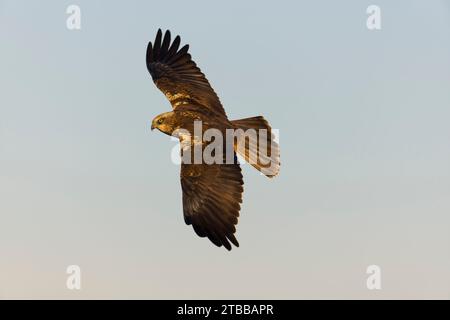 Marsh harrier Circus aeruginosus, immature male flying, Toledo, Spain, November Stock Photo