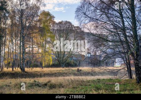 Betula pendula. Silver birch trees in front of Dalmunach Distillery in the winter. Carron, Moray, Scotland Stock Photo