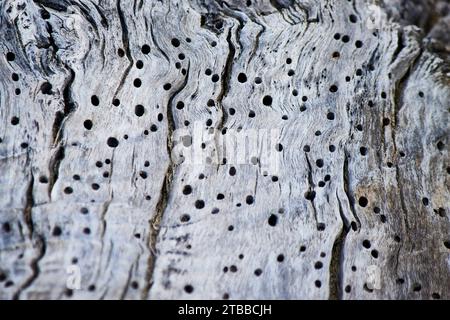 Natural textures background Stock Photo