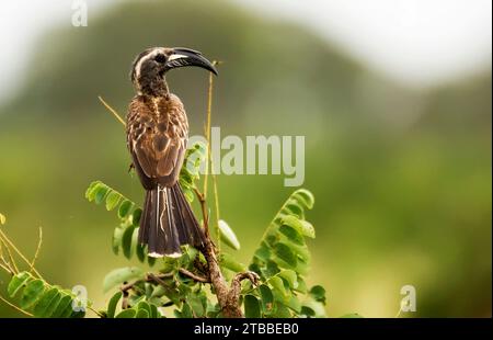 African Grey Hornbill - Tockus nasutus Stock Photo