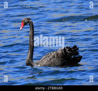 black swan swimming in lake hayes, near queenstown on the south island of new zealand Stock Photo