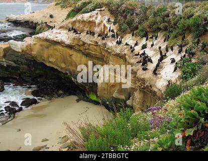 abrandt's cormorants  nesting on the cliffs amongst the sea lavender in la jolla cove, near san diego, california Stock Photo