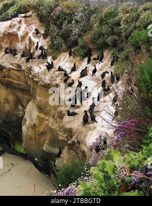 abrandt's cormorants  nesting on the cliffs amongst the sea lavender in la jolla cove, near san diego, california Stock Photo