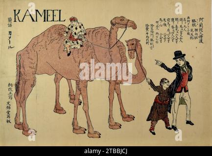 Camels with Dutch Handlers 2012 by Unidentified artist Stock Photo