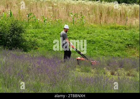 Care of a lavender field, a man mows the grass with an electric lawnmower, a young lavender field. Stock Photo