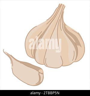 Garlic isolated on a white background. Vector illustration. Garlic bulb in flat style. Cartoon aromatic seasoning, spices. Stock Vector
