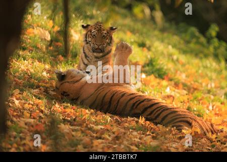 Adorable tiger cub UK ADORABLE images show a tiger mum teaching her son ...