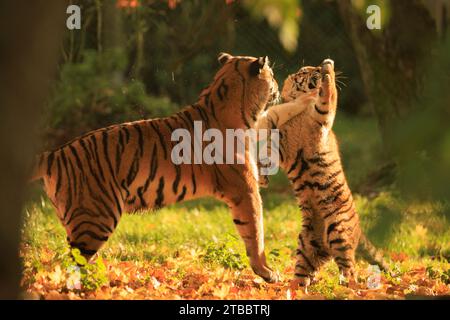 Adorable tiger cub UK ADORABLE images show a tiger mum teaching her son ...