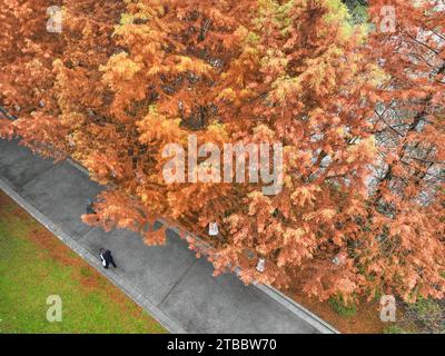 Aerial photo shows tourists enjoying winter scenery of metasequoia forests at a wetland park in Zunyi City, southwest China's Guizhou Province, 3 Dece Stock Photo