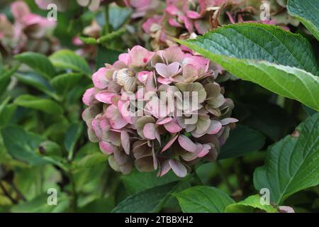 Close-up of a beautiful autumnal colored flower ball of a Hydrangea macrophylla between the green leaves of the shrub Stock Photo