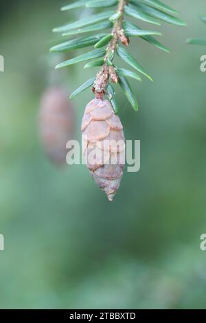 Close-up of an immature hemlock cone against a blurred background, copy space Stock Photo