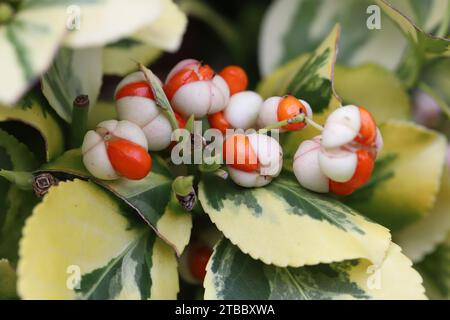 Close-up of fruits of a Euonymus fortunei 'Emerald'n Gold' bush, side view Stock Photo