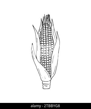 Hand-drawn Corn. Botanical drawing of field maize stalk with leaf. Corn cobs and grain. Botanical vector illustration isolated on a white background. Stock Vector
