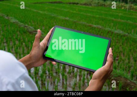 Close-up of man holding digital tablet with green screen in rice field. chroma key screen concept for mockup design Stock Photo
