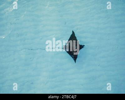Sting ray or Manta ray swims in blue clear ocean on Maldives Stock Photo