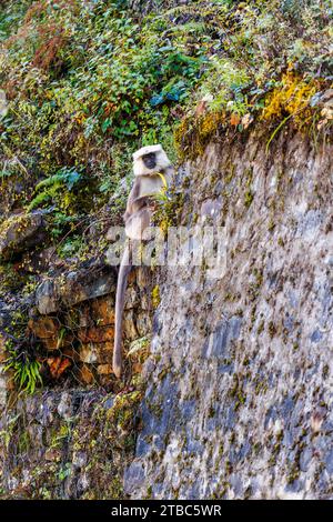 Grey langur monkey (Semnopithecus entellus), subspecies Hanuman or Nepal gray langur (Semnopithecus schistaceus), Wangdue Phodrang district, Bhutan Stock Photo