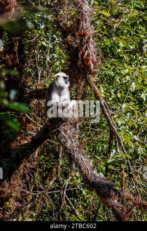 Grey langur monkey (Semnopithecus entellus), subspecies Hanuman or Nepal gray langur (Semnopithecus schistaceus), Wangdue Phodrang district, Bhutan Stock Photo