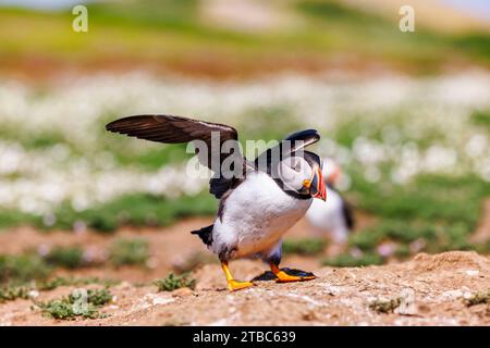 A puffin (Fratercula arctica) with open wings after landing on Skomer, an island near Marloes in Pembrokeshire, west Wales, known for its wildlife Stock Photo