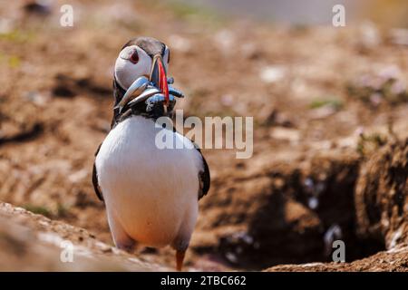 A puffin (Fratercula arctica) returns with a beak full of sand eels in Skomer island off the coast of Pembrokeshire, west Wales, known for wildlife Stock Photo