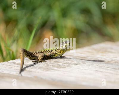 A common wall lizard sitting on the ground, sunny day in summer in Italy Stock Photo