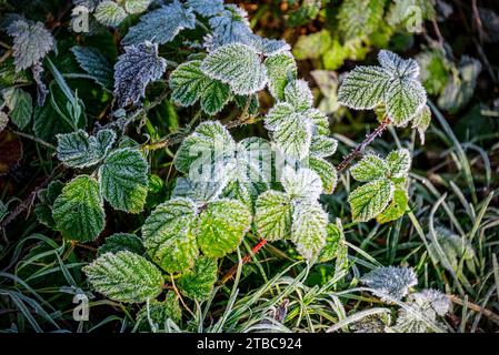 Frosty morning. hoar frost on bramble leaves. Stock Photo