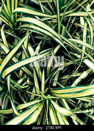 Top view beautiful plant in a garden, Vertical image of Spider Ivy or Spider Plant with natural light. Fill the frame with plants. Stock Photo