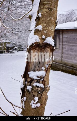 Wounded horse chestnut tree trunk in the snow. Nidderdale, North Yorkshjire, December 3rd 2023 Stock Photo
