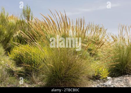 Macrochloa tenacissima, Alfa Grass Stock Photo