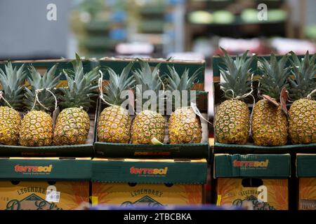 This photograph shows pineapple at the fruits and vegetables of the Rungis International Market, in Rungis southern suburb of Paris on December 6, 2023. The Rungis International Market (Marche International de Rungis) is the principal market of Paris, mainly for food and horticultural products, located in the commune of Rungis, in the southern suburbs. It is the second largest wholesale food market in the world after Central de Abasto, located in Mexico city. From its origins in the 10th century to the mid-20th century, the central market of Paris was located in the centre of the city, in a 10 Stock Photo