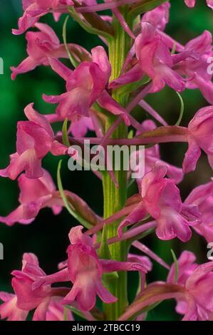 Fragrant orchid (Gymnadenia conopsea), Orchidaceae. Wild european orchid. rare plant. Italy, Tuscany, Stock Photo