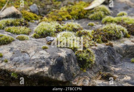 Moss growing on rock. Stock Photo