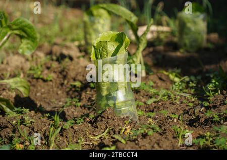 Young roman lettuce plants in soil in vegetable garden, Spain Stock