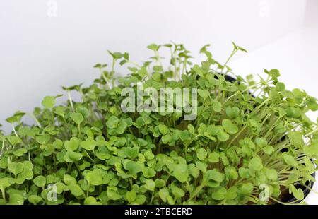 Bunch Of Microgreens In Black Tray On A White Background Isolated Stock Photo Stock Photo