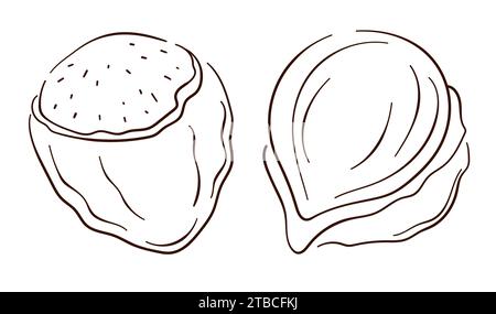 Hazelnut icon in line art style. Nuts in shell and peeled in sketch style. Vector illustration isolated on a white background. Stock Vector
