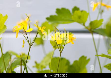 Yellow flowers of Chelidonium majus, the greater celandine, is a perennial herbaceous flowering plant in the poppy family Papaveraceae Stock Photo