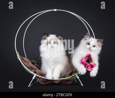 2 Adorable seal and blue bicolor Ragdoll cat kittens, sitting in round metal basket with fake pink flower. Looking towards camera with blue eyes. Isol Stock Photo