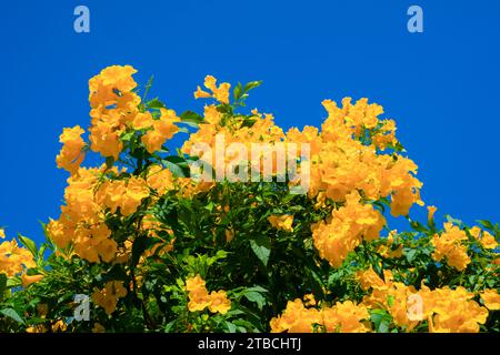 Yellow flowers, Tecoma stans, Yellow bell, Trumpet vine, blooming in a garden on blue sky. Stock Photo