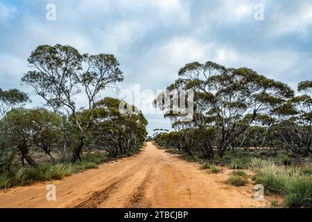 A remote dirt road through dry forest. New South Wales, Australia. Stock Photo